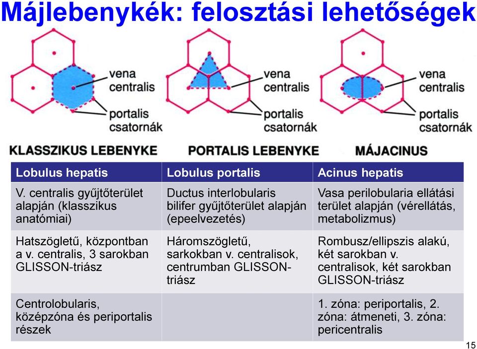 terület alapján (vérellátás, metabolizmus) Hatszögletű, központban a v. centralis, 3 sarokban GLISSON-triász Háromszögletű, sarkokban v.