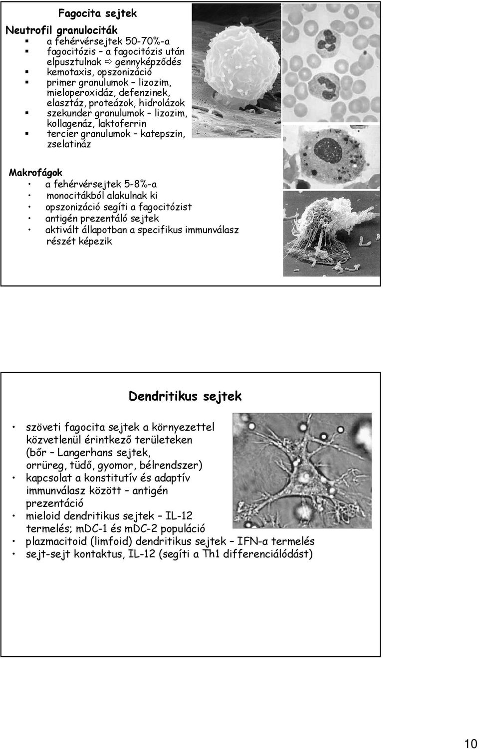 opszonizáció segíti a fagocitózist antigén prezentáló sejtek aktivált állapotban a specifikus immunválasz részét képezik Dendritikus sejtek szöveti fagocita sejtek a környezettel közvetlenül