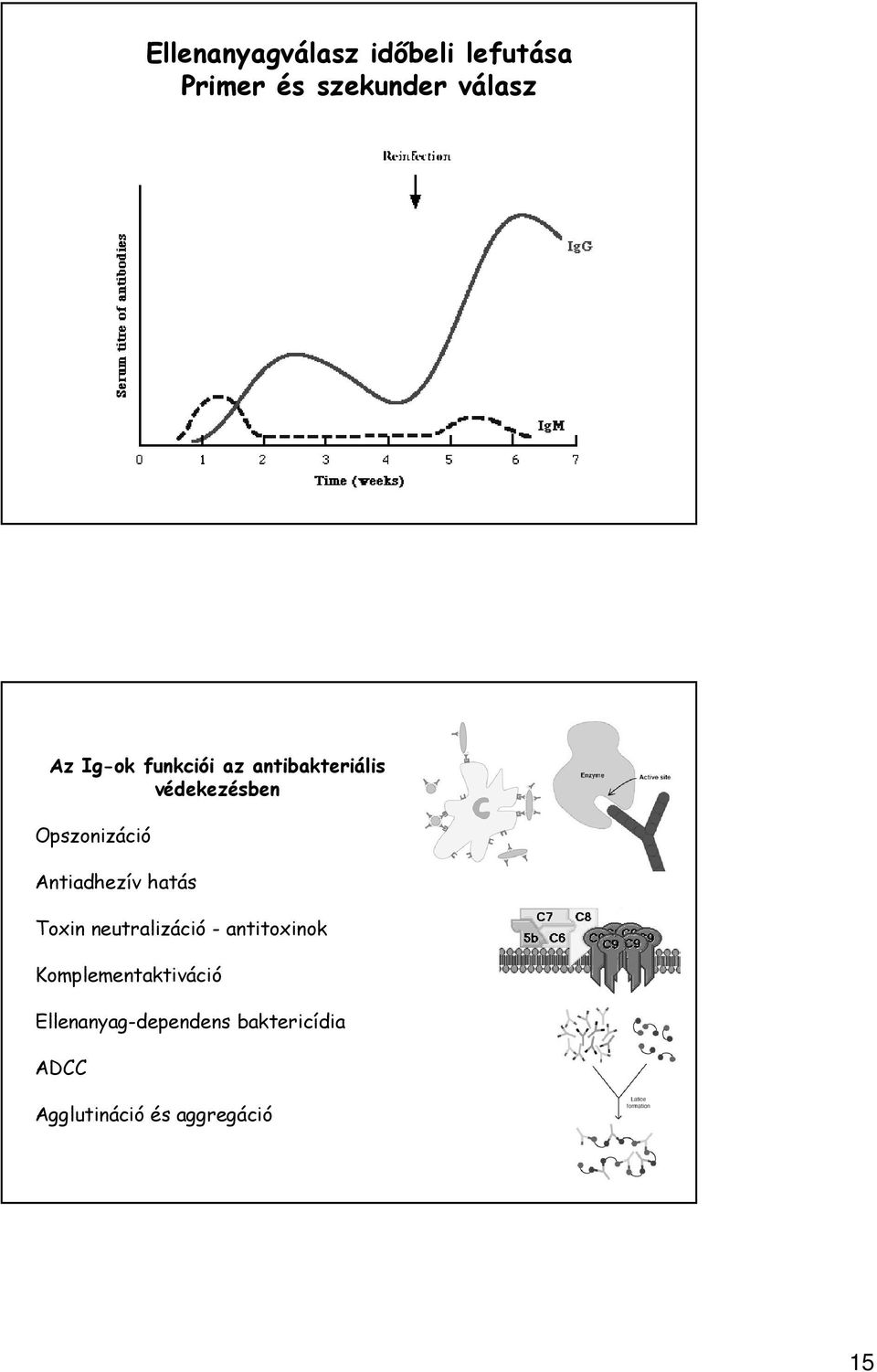 Antiadhezív hatás Toxin neutralizáció - antitoxinok