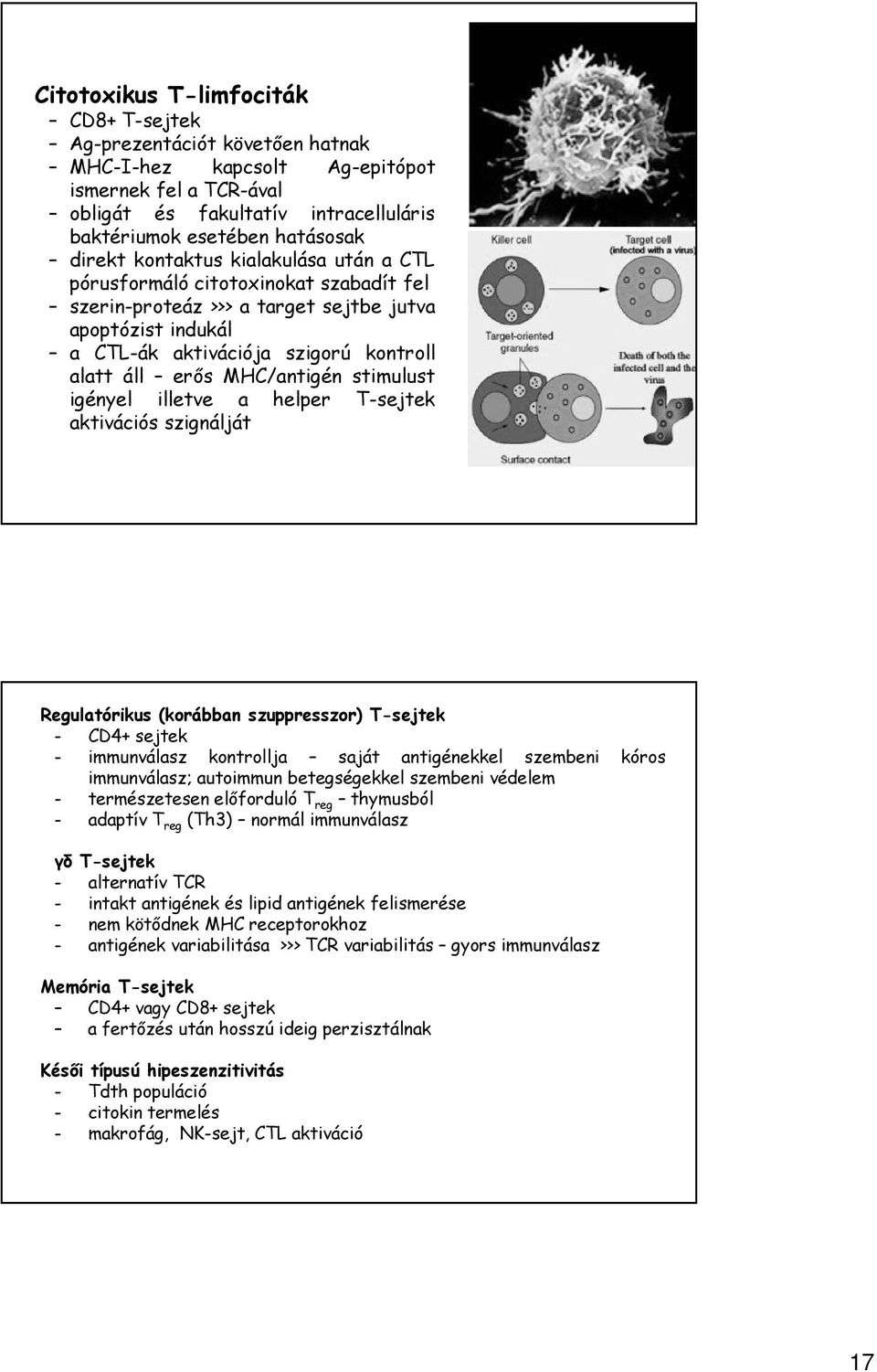 MHC/antigén stimulust igényel illetve a helper T-sejtek aktivációs szignálját Regulatórikus (korábban szuppresszor) T-sejtek - CD4+ sejtek - immunválasz kontrollja saját antigénekkel szembeni kóros