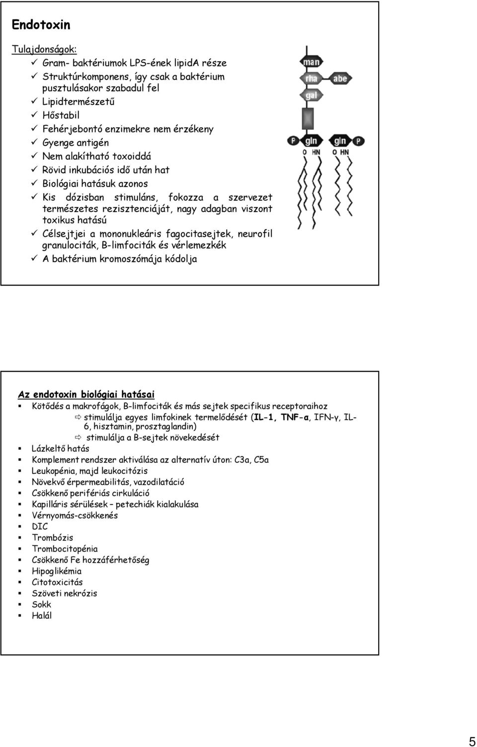 Célsejtjei a mononukleáris fagocitasejtek, neurofil granulociták, B-limfociták és vérlemezkék A baktérium kromoszómája kódolja Az endotoxin biológiai hatásai Kötődés a makrofágok, B-limfociták és más