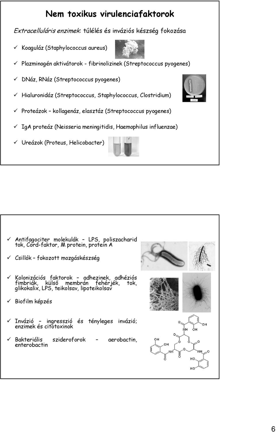 influenzae) Ureázok (Proteus, Helicobacter) Antifagociter molekulák LPS, poliszacharid tok, Cord-faktor, M protein, protein A Csillók fokozott mozgáskészség Kolonizációs faktorok adhezinek, adhéziós