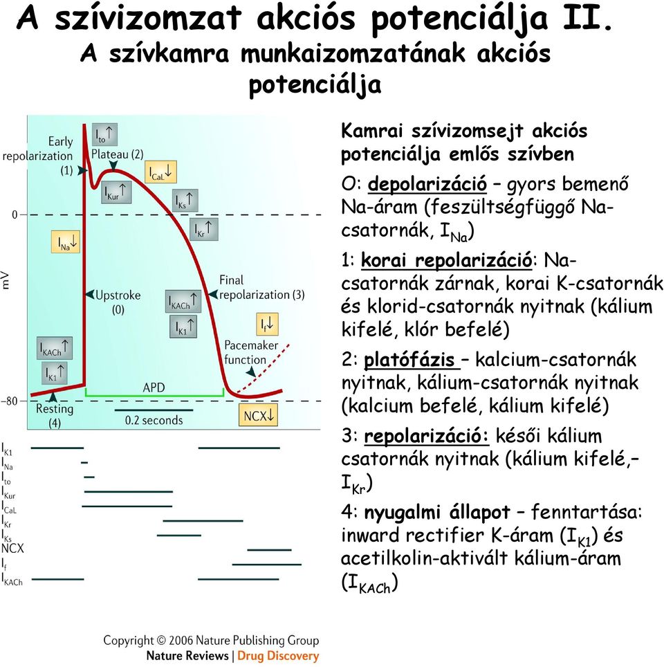 (feszültségfüggő Nacsatornák, I Na ) 1: korai repolarizáció: Nacsatornák zárnak, korai K-csatornák és klorid-csatornák nyitnak (kálium kifelé, klór