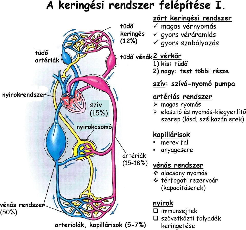 pumpa artériák (15-18%) zárt keringési rendszer magas vérnyomás gyors véráramlás gyors szabályozás artériás rendszer szív magas nyomás elosztó és
