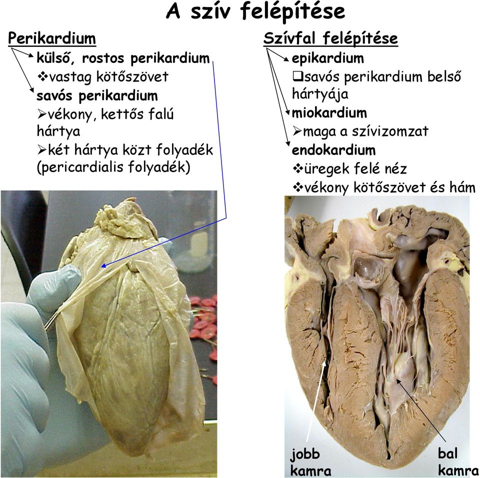 felépítése Szívfal felépítése epikardium savós perikardium belső hártyája