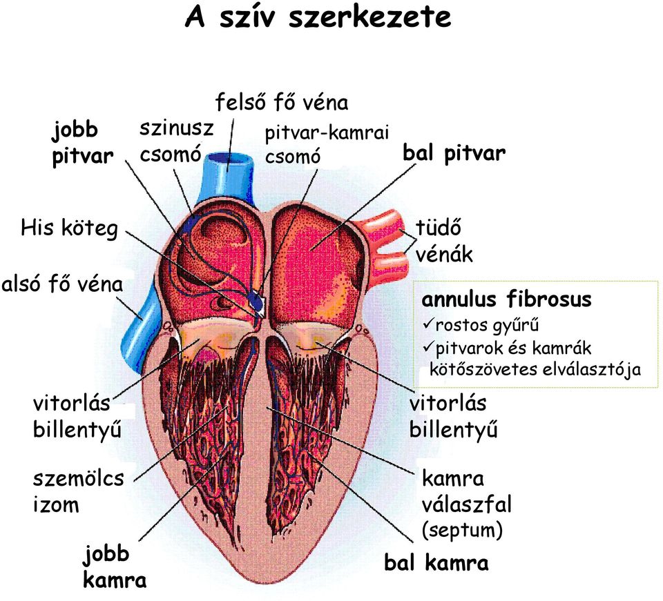 annulus vitorlás billentyű fibrosus rostos gyűrű pitvarok és kamrák