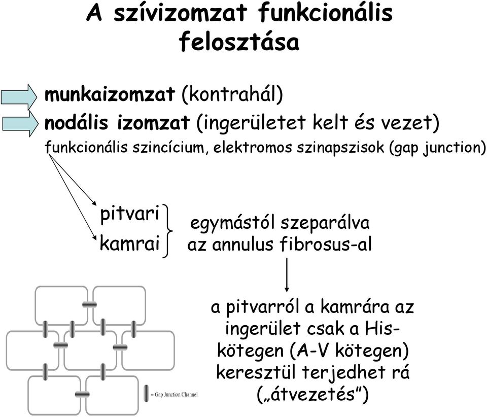 junction) pitvari kamrai egymástól szeparálva az annulus fibrosus-al a pitvarról a