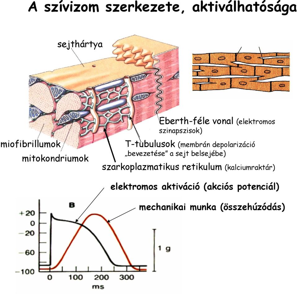 bevezetése a sejt belsejébe) szarkoplazmatikus retikulum vonal (elektromos