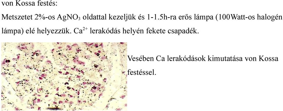 5h-ra erős lámpa (100Watt-os halogén lámpa) elé