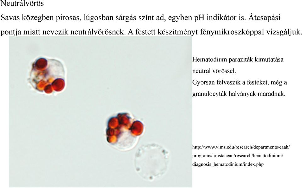 Hematodium paraziták kimutatása neutral vörössel.