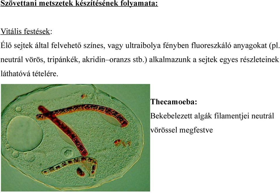 neutrál vörös, tripánkék, akridin oranzs stb.