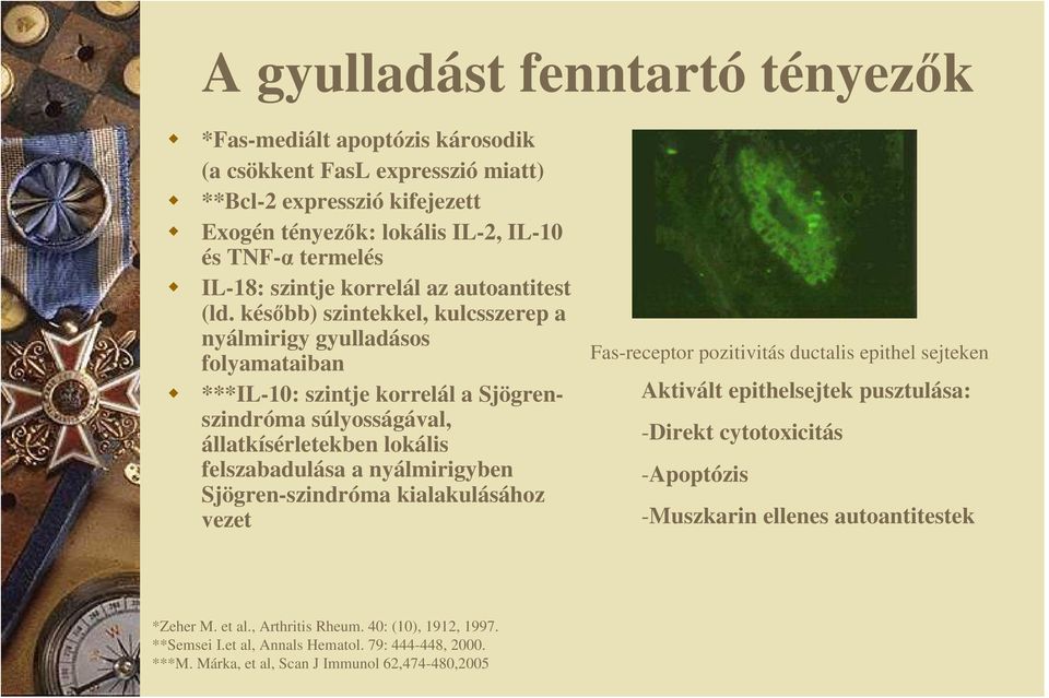 késıbb) szintekkel, kulcsszerep a nyálmirigy gyulladásos folyamataiban ***IL-10: szintje korrelál a Sjögrenszindróma súlyosságával, állatkísérletekben lokális felszabadulása a nyálmirigyben