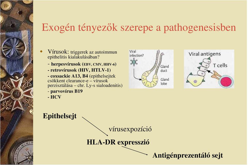 - herpesvírusok (EBV, CMV, HHV-6) - retrovírusok (HIV, HTLV-1) - coxsackie A13, B4