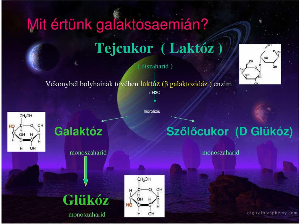 bolyhainak tövében laktáz (β galaktozidáz ) enzim +