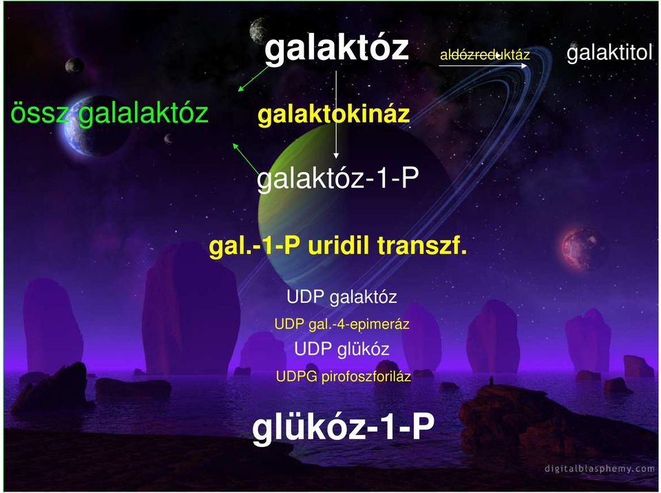 -1-p uridil transzf. UDP galaktóz UDP gal.