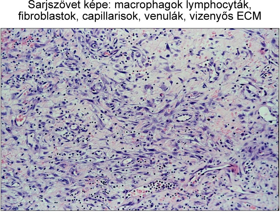 lymphocyták,