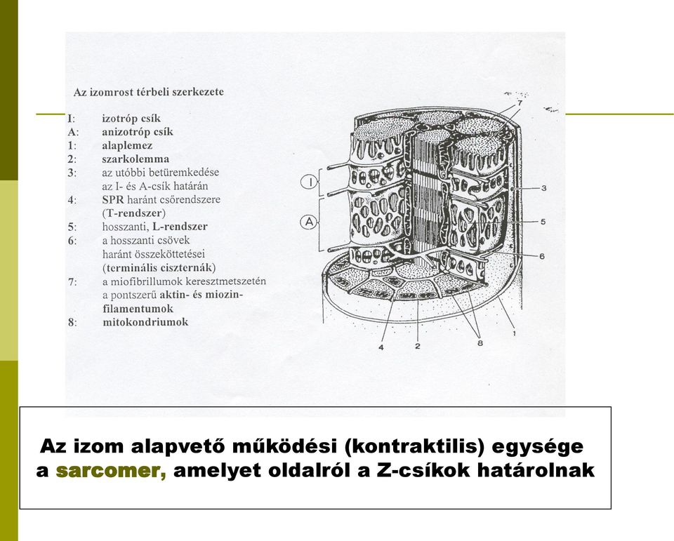 egysége a sarcomer,