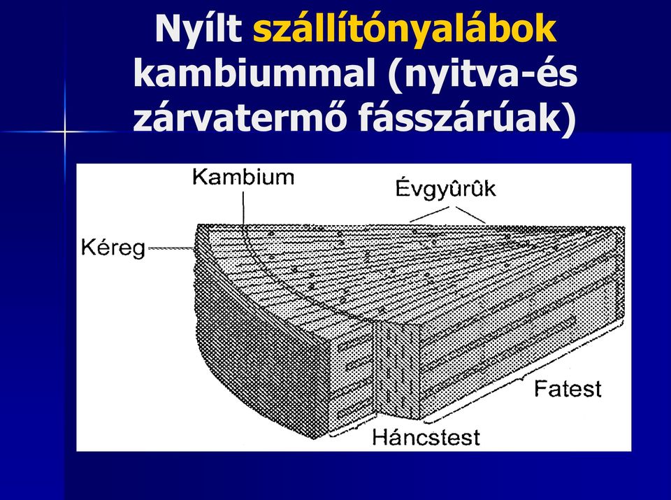 kambiummal