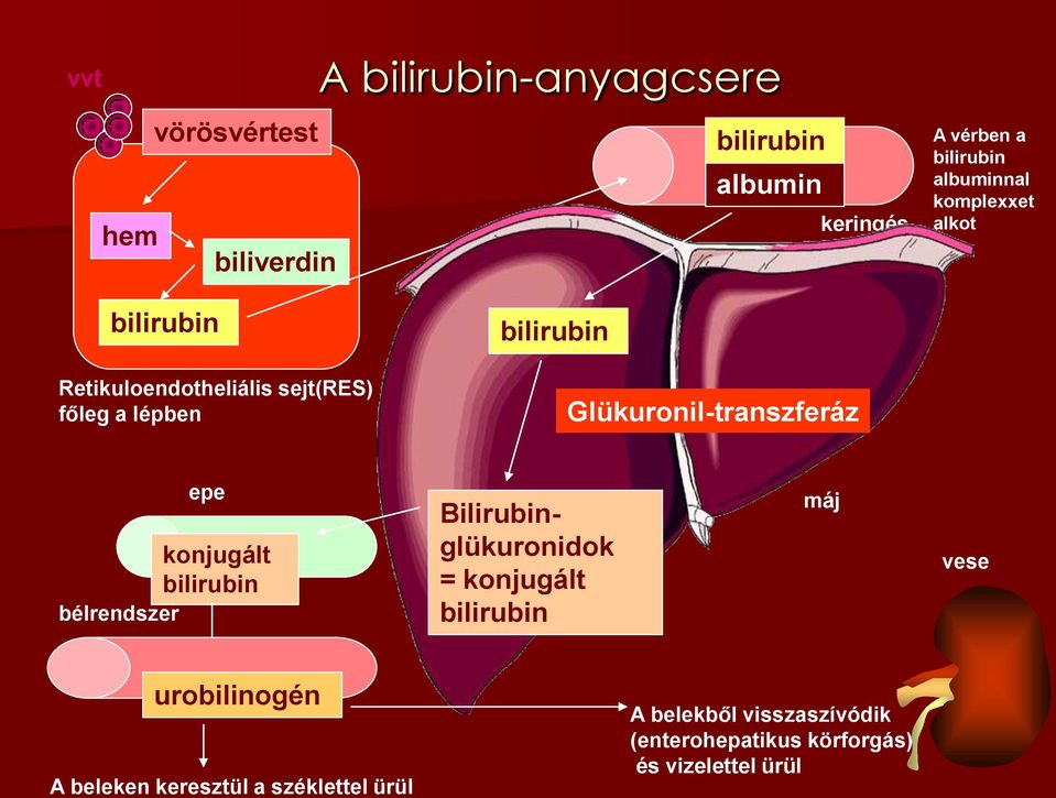 Glükuronil-transzferáz epe konjugált bilirubin bélrendszer Bilirubinglükuronidok = konjugált bilirubin máj