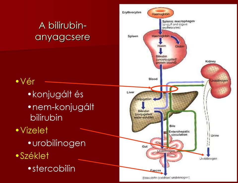 nem-konjugált bilirubin