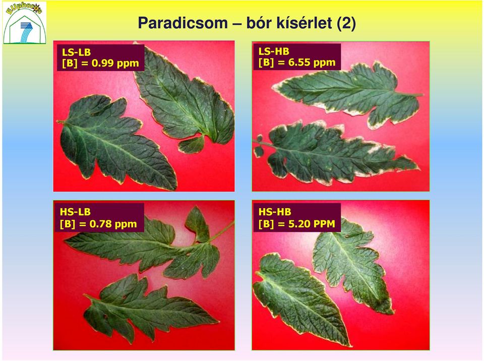 99 ppm LS-HB [B] = 6.