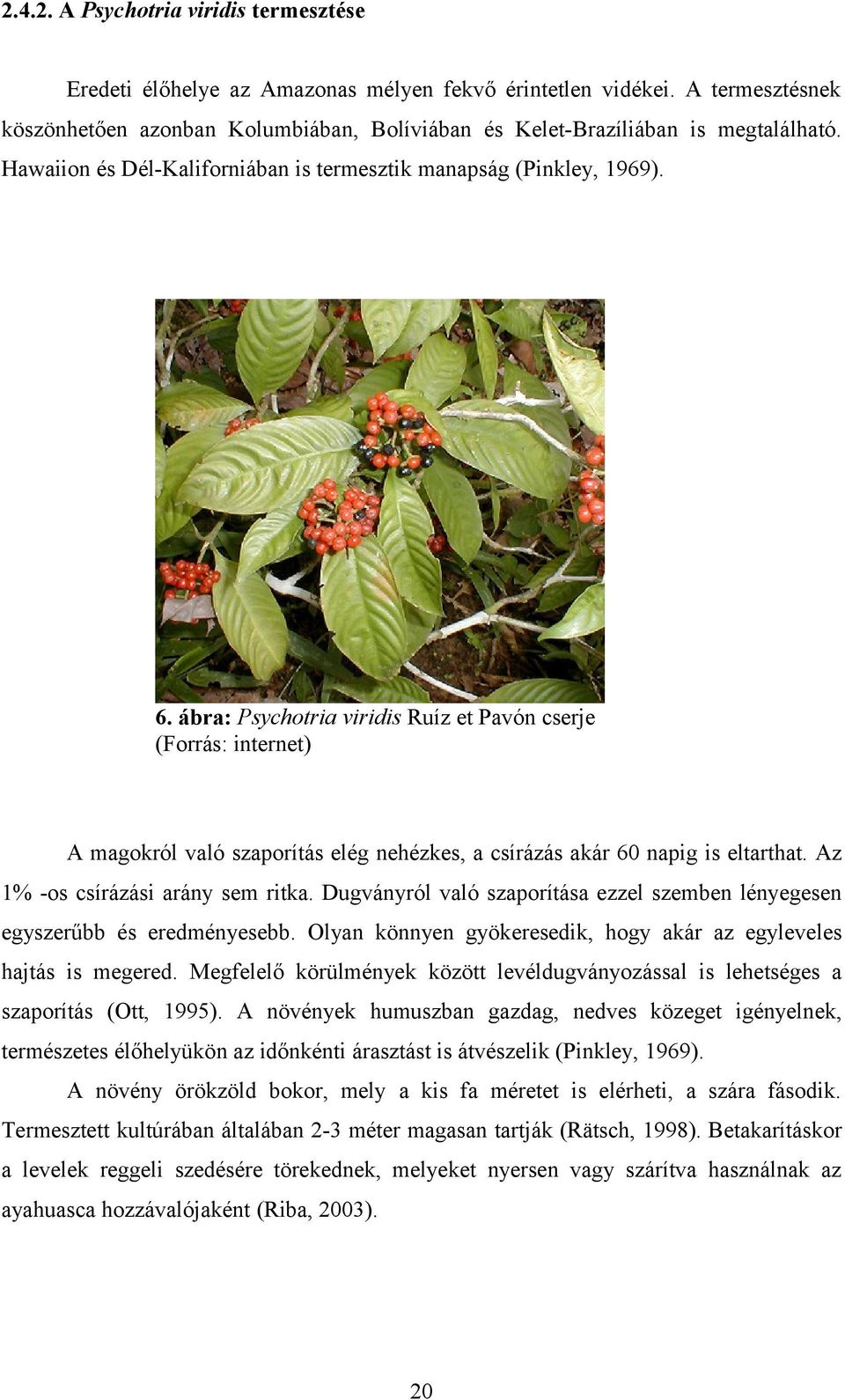 ábra: Psychotria viridis Ruíz et Pavón cserje (Forrás: internet) A magokról való szaporítás elég nehézkes, a csírázás akár 60 napig is eltarthat. Az 1% -os csírázási arány sem ritka.