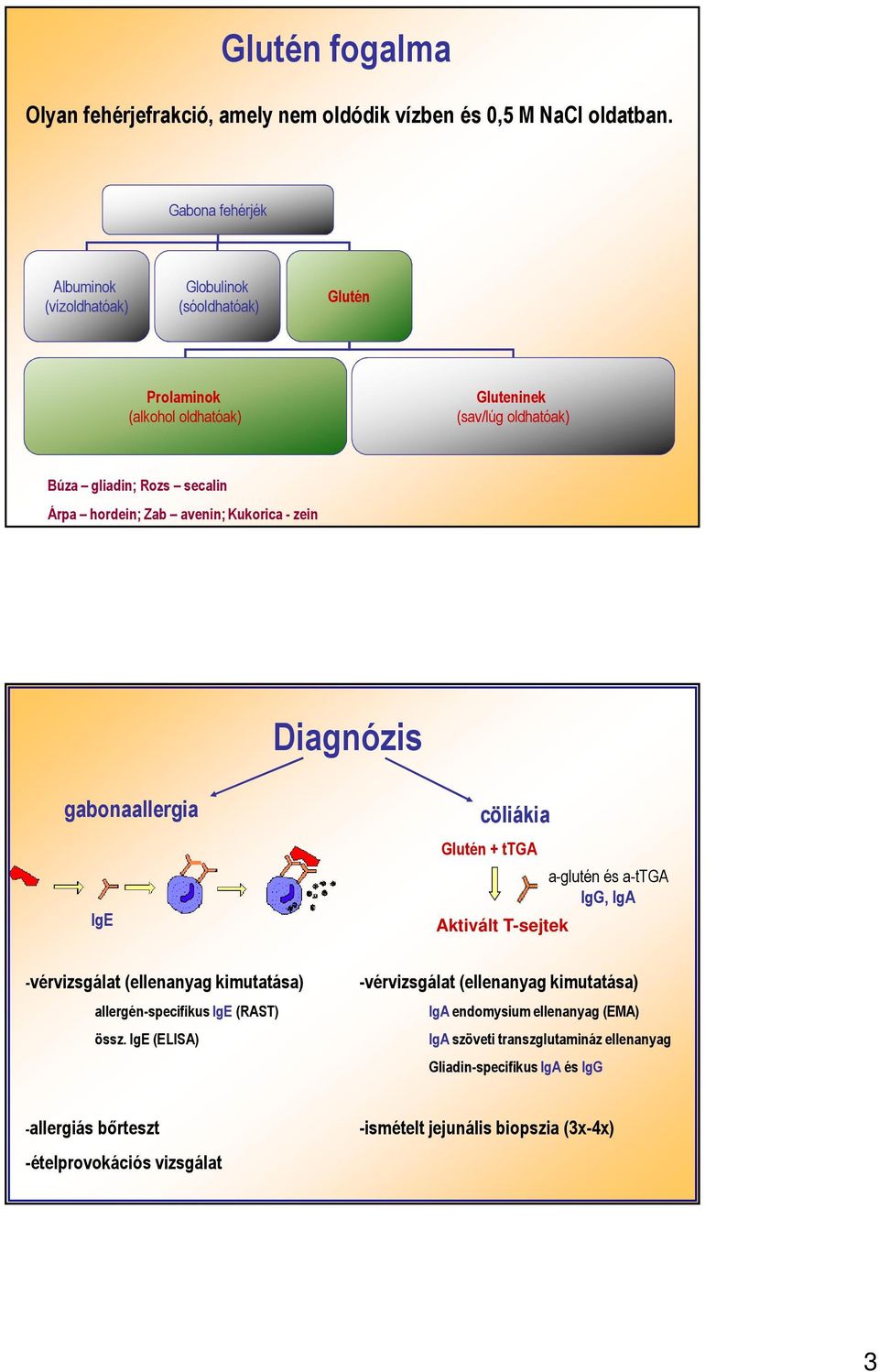 hordein; Zab avenin; Kukorica - zein Diagnózis gabonaallergia IgE cöliákia Glutén + ttga Aktivált T-sejtek a-glutén és a-ttga IgG, IgA -vérvizsgálat (ellenanyag kimutatása)