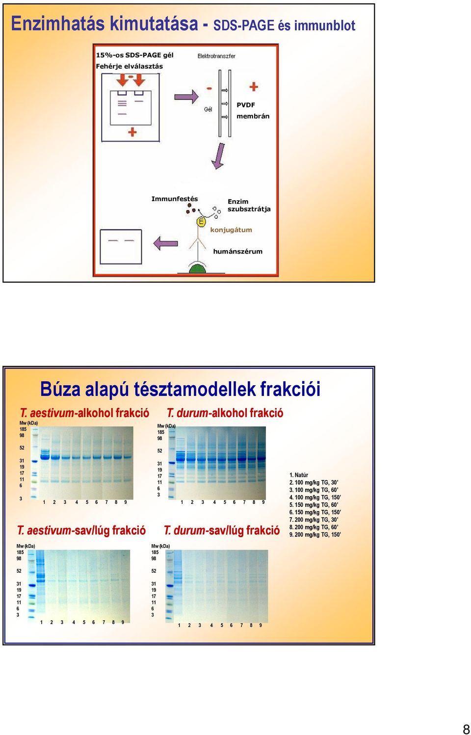 aestivum-sav/lúg sav/lúg frakció Mw (kda) 185 98 Mw (kda) 185 98 52 31 19 17 11 6 3 Mw (kda) 185 98 T. durum-alkohol frakció 1 2 3 4 5 6 7 8 9 T. durum-sav/lúg frakció 1.