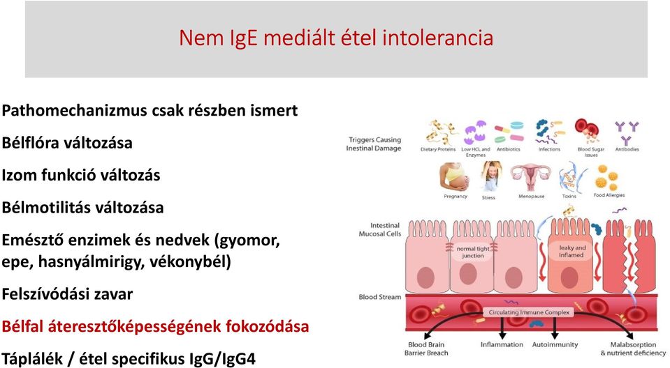 enzimek és nedvek (gyomor, epe, hasnyálmirigy, vékonybél) Felszívódási