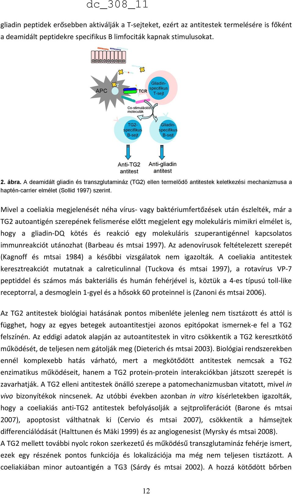 A deamidált gliadin és transzglutamináz (TG2) ellen termelődő antitestek keletkezési mechanizmusa a haptén-carrier elmélet (Sollid 1997) szerint.