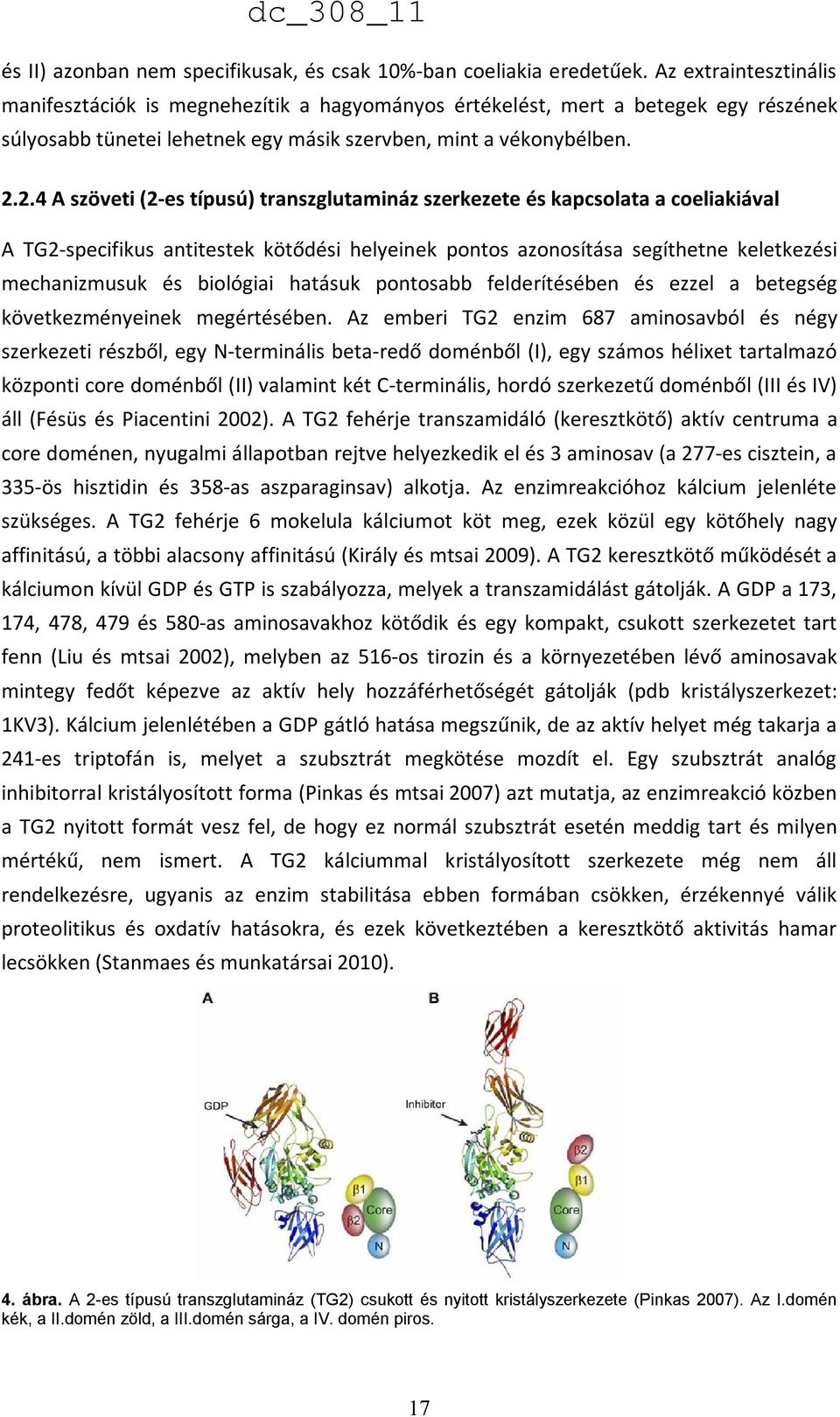 2.4 A szöveti (2-es típusú) transzglutamináz szerkezete és kapcsolata a coeliakiával A TG2-specifikus antitestek kötődési helyeinek pontos azonosítása segíthetne keletkezési mechanizmusuk és