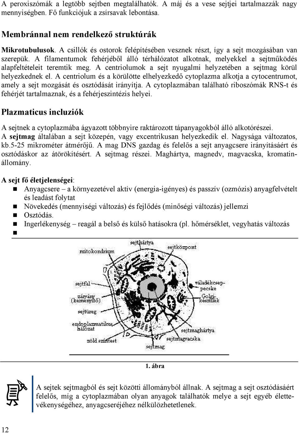 A centriolumok a sejt nyugalmi helyzetében a sejtmag körül helyezkednek el. A centriolum és a körülötte elhelyezkedő cytoplazma alkotja a cytocentrumot, amely a sejt mozgását és osztódását irányítja.