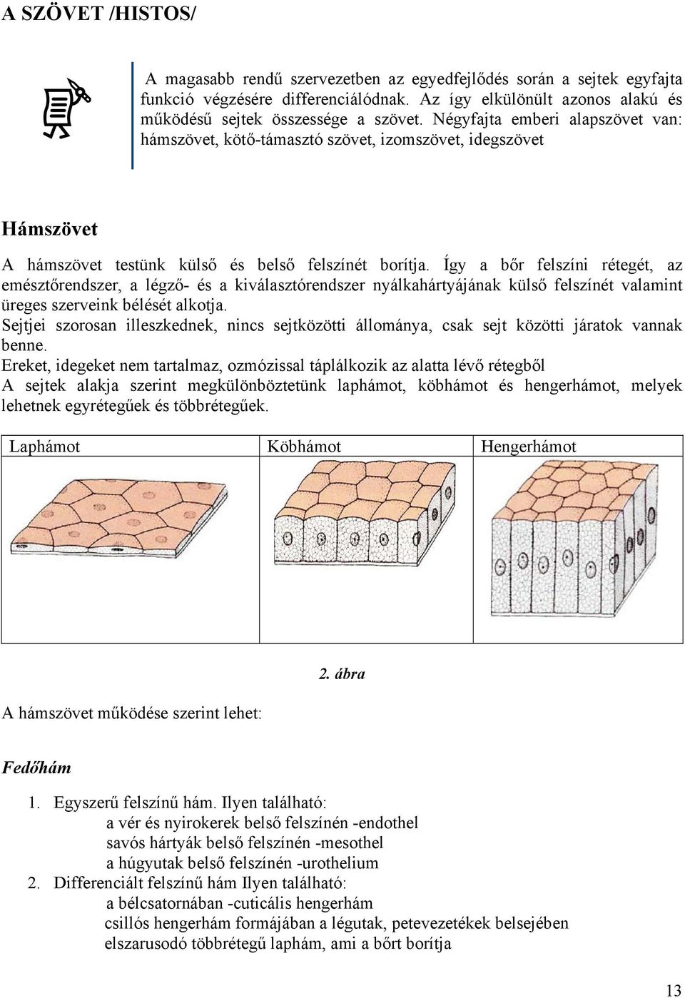 Így a bőr felszíni rétegét, az emésztőrendszer, a légző- és a kiválasztórendszer nyálkahártyájának külső felszínét valamint üreges szerveink bélését alkotja.