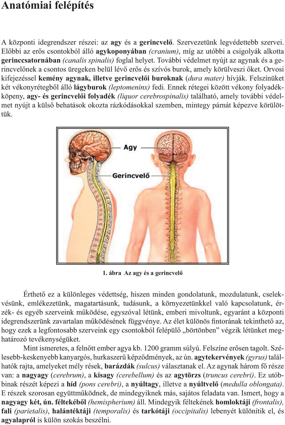 További védelmet nyújt az agynak és a gerincvelőnek a csontos üregeken belül lévő erős és szívós burok, amely körülveszi őket.