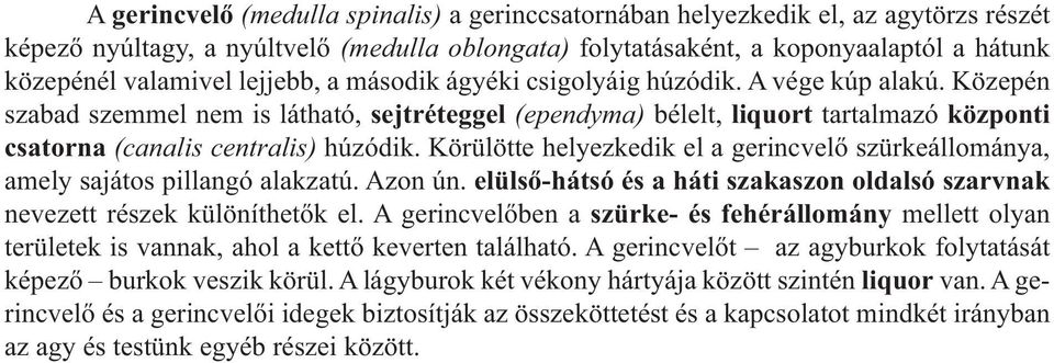 Körülötte helyezkedik el a gerincvelő szürkeállománya, amely sajátos pillangó alakzatú. Azon ún. elülső-hátsó és a háti szakaszon oldalsó szarvnak nevezett részek különíthetők el.