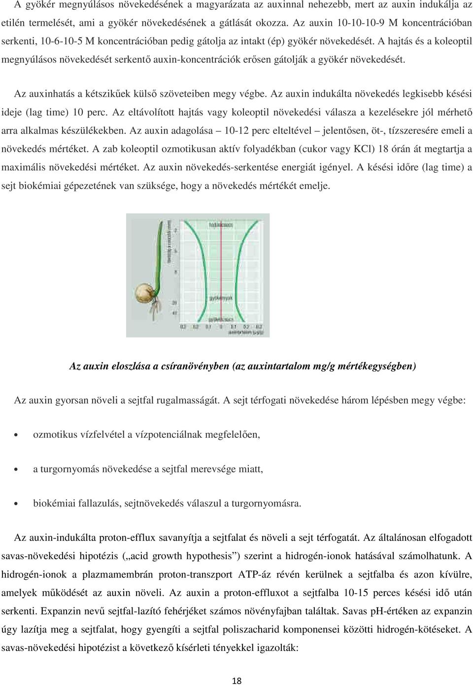 A hajtás és a koleoptil megnyúlásos növekedését serkentő auxin-koncentrációk erősen gátolják a gyökér növekedését. Az auxinhatás a kétszikűek külső szöveteiben megy végbe.