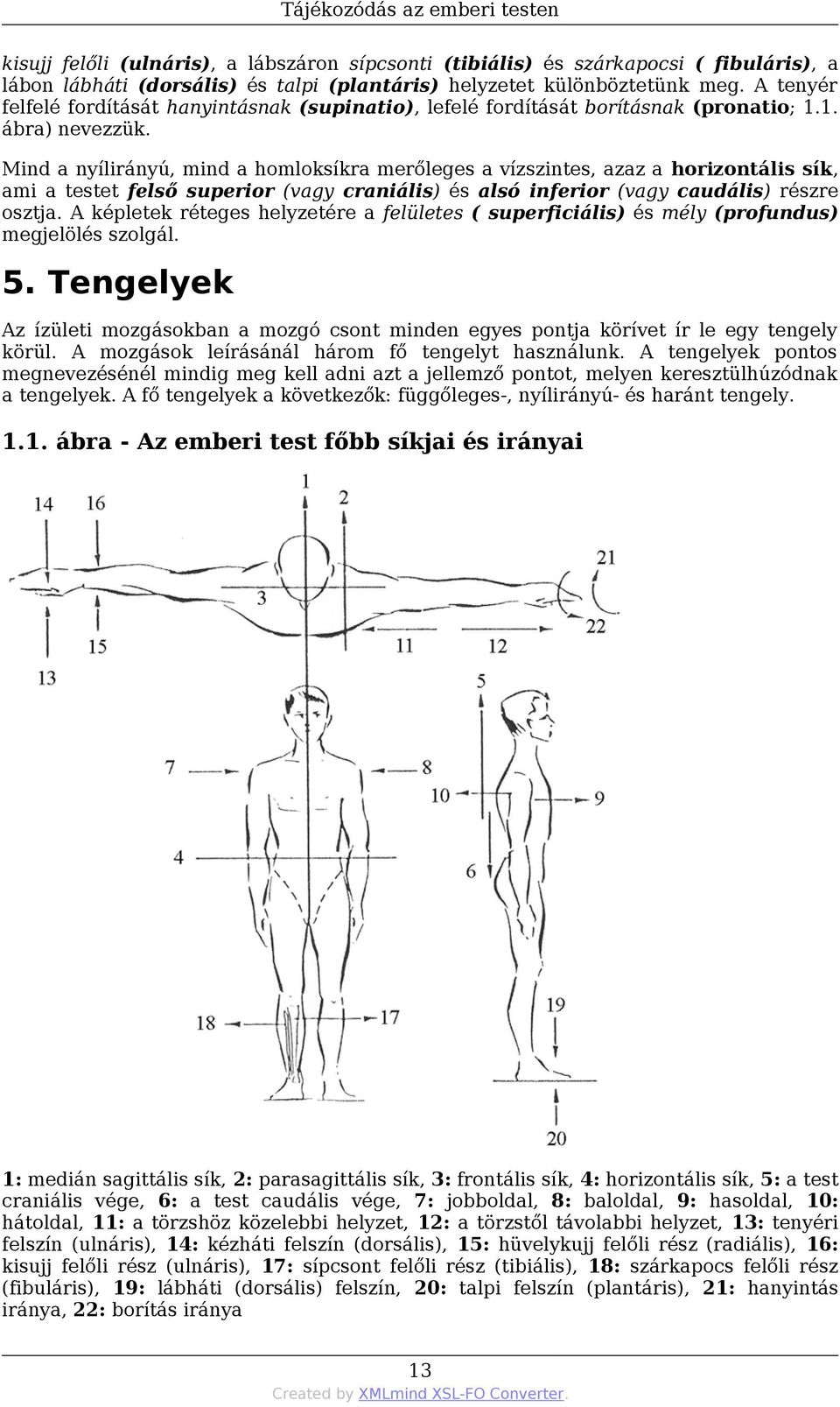 Mind a nyílirányú, mind a homloksíkra merőleges a vízszintes, azaz a horizontális sík, ami a testet felső superior (vagy craniális) és alsó inferior (vagy caudális) részre osztja.