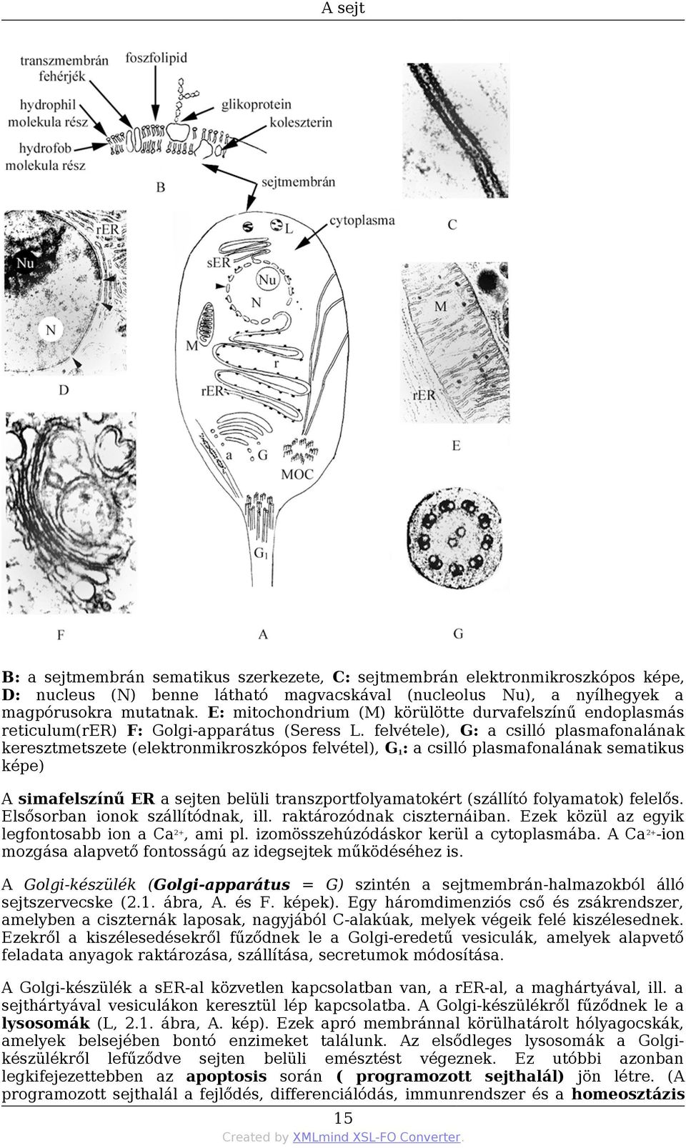 felvétele), G: a csilló plasmafonalának keresztmetszete (elektronmikroszkópos felvétel), G1: a csilló plasmafonalának sematikus képe) A simafelszínű ER a sejten belüli transzportfolyamatokért