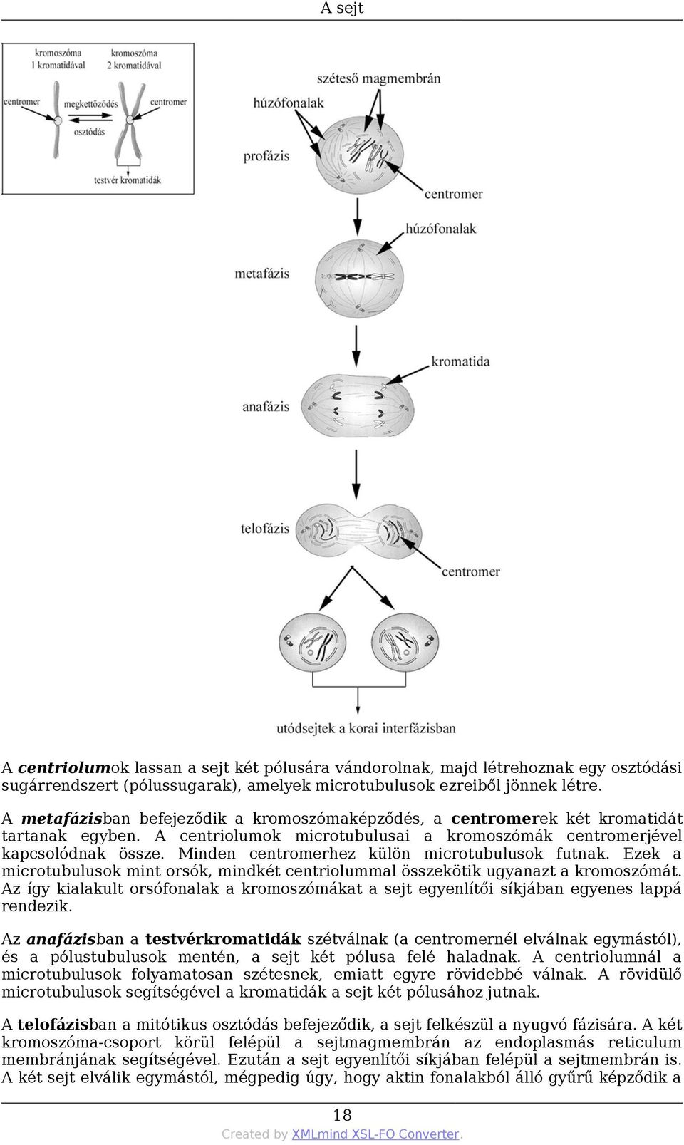 Minden centromerhez külön microtubulusok futnak. Ezek a microtubulusok mint orsók, mindkét centriolummal összekötik ugyanazt a kromoszómát.