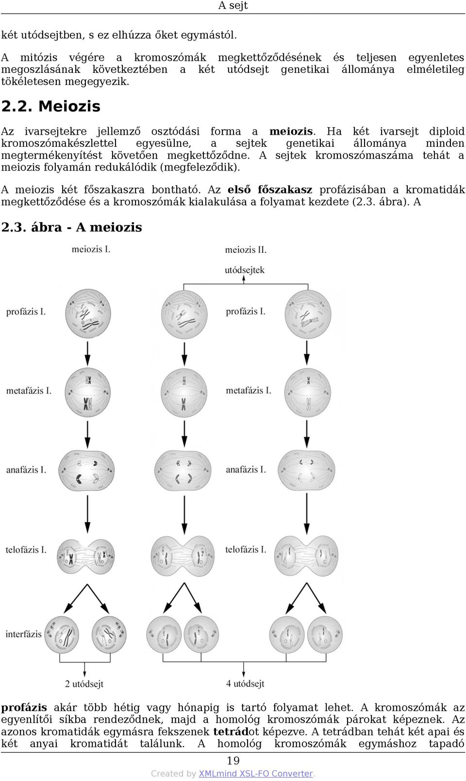 2. Meiozis Az ivarsejtekre jellemző osztódási forma a meiozis. Ha két ivarsejt diploid kromoszómakészlettel egyesülne, a sejtek genetikai állománya minden megtermékenyítést követően megkettőződne.