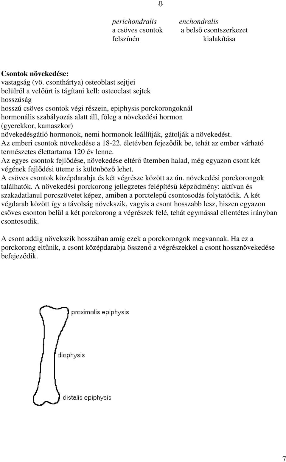 a növekedési hormon (gyerekkor, kamaszkor) növekedésgátló hormonok, nemi hormonok leállítják, gátolják a növekedést. Az emberi csontok növekedése a 18-22.