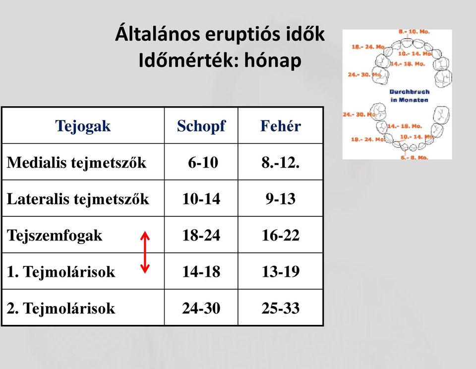 Lateralis tejmetszők 10-14 9-13 Tejszemfogak 18-24