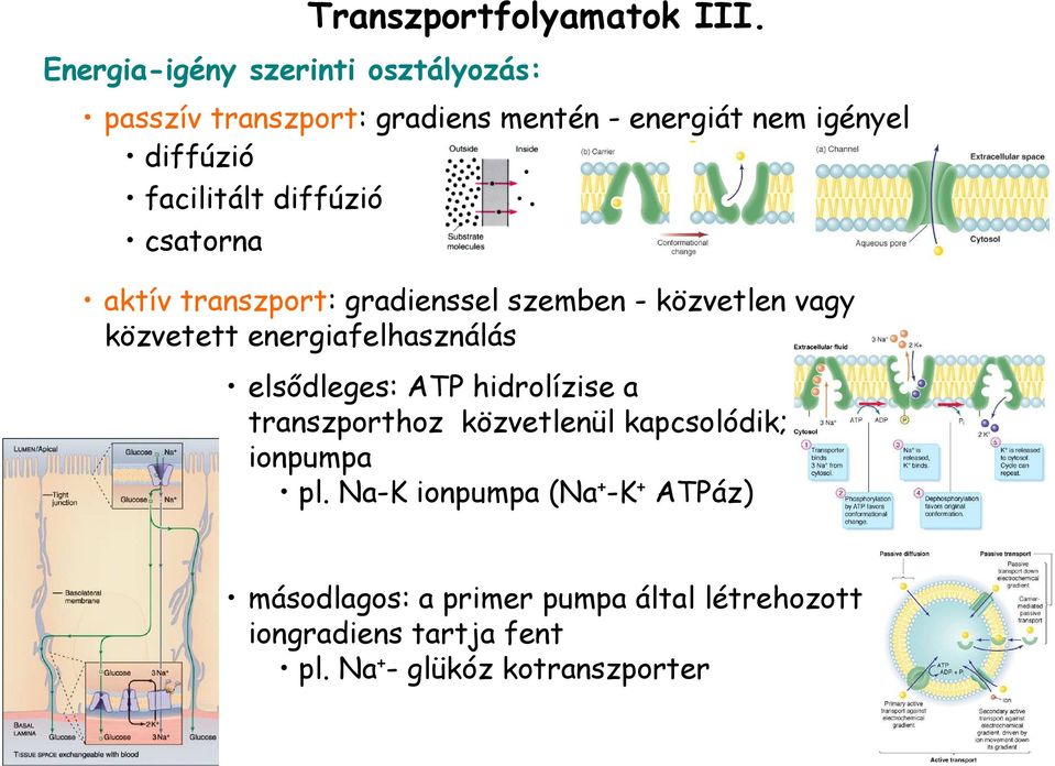 aktív transzport: gradienssel szemben - közvetlen vagy közvetett energiafelhasználás elsıdleges: ATP hidrolízise a