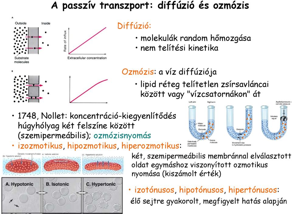 (szemipermeábilis); ozmózisnyomás izozmotikus, hipozmotikus, hiperozmotikus: két, szemipermeábilis membránnal elválasztott oldat