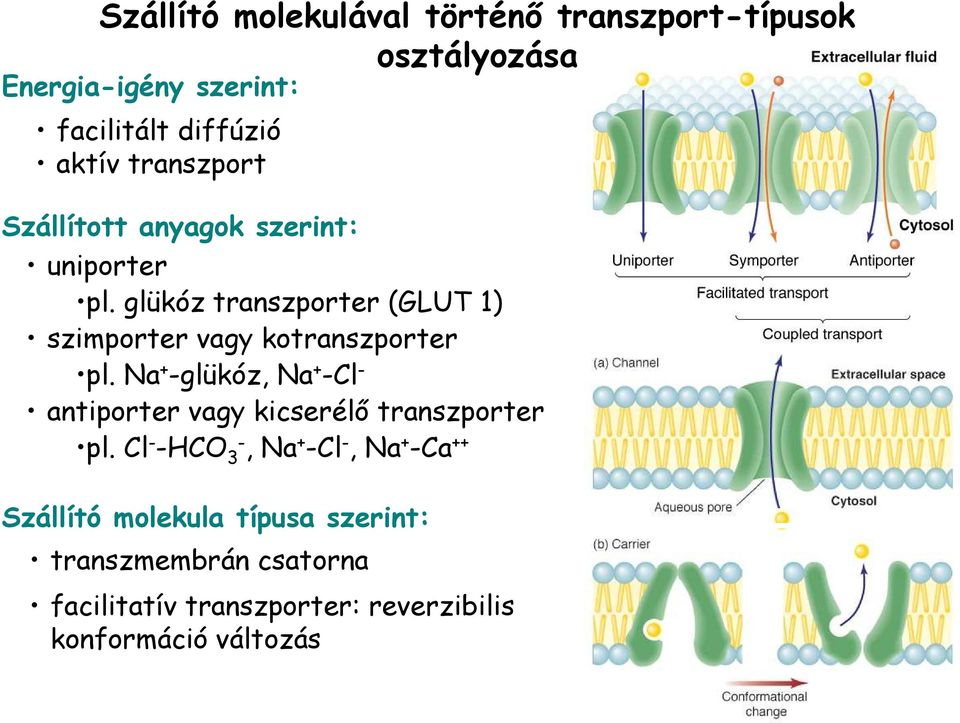 glükóz transzporter (GLUT 1) szimporter vagy kotranszporter pl.