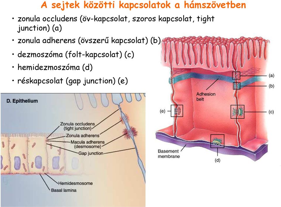 (a) zonula adherens (övszerő kapcsolat) (b) dezmoszóma