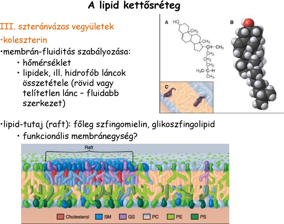 hidrofób láncok összetétele (rövid vagy telítetlen lánc fluidabb