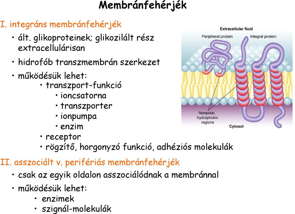 transzport-funkció ioncsatorna transzporter ionpumpa enzim receptor rögzítı, horgonyzó funkció,