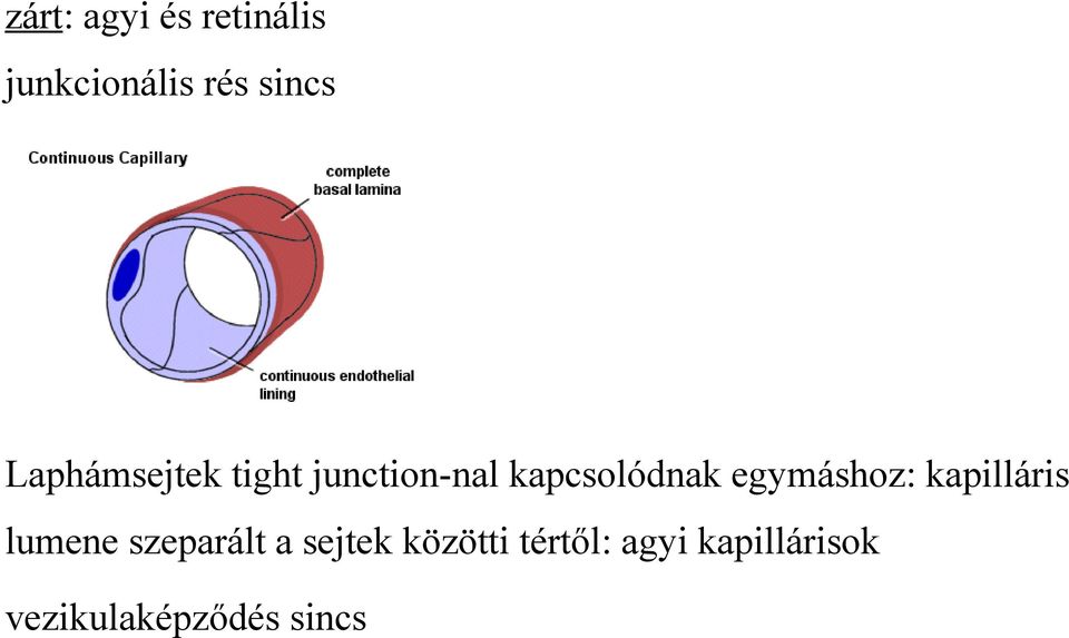 egymáshoz: kapilláris lumene szeparált a sejtek