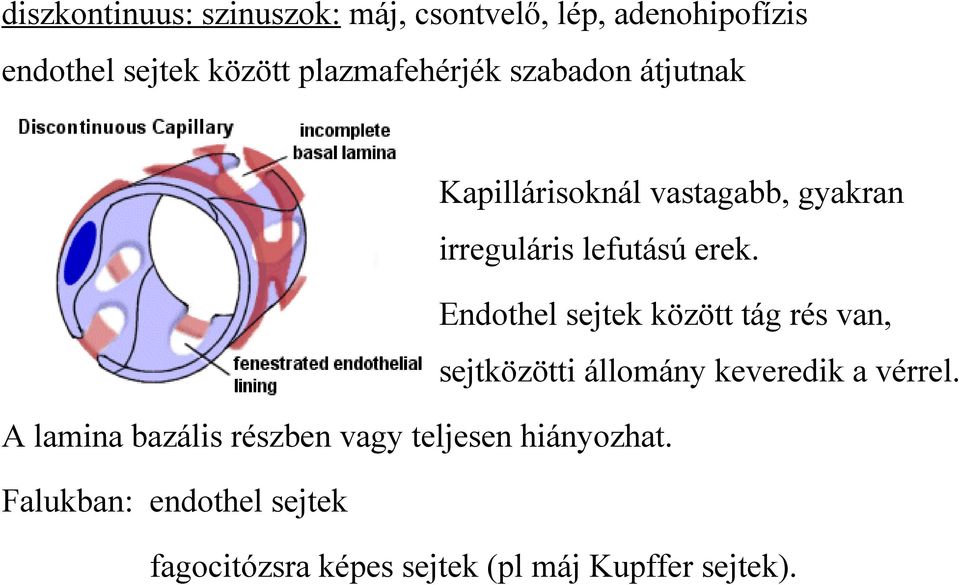 Endothel sejtek között tág rés van, sejtközötti állomány keveredik a vérrel.